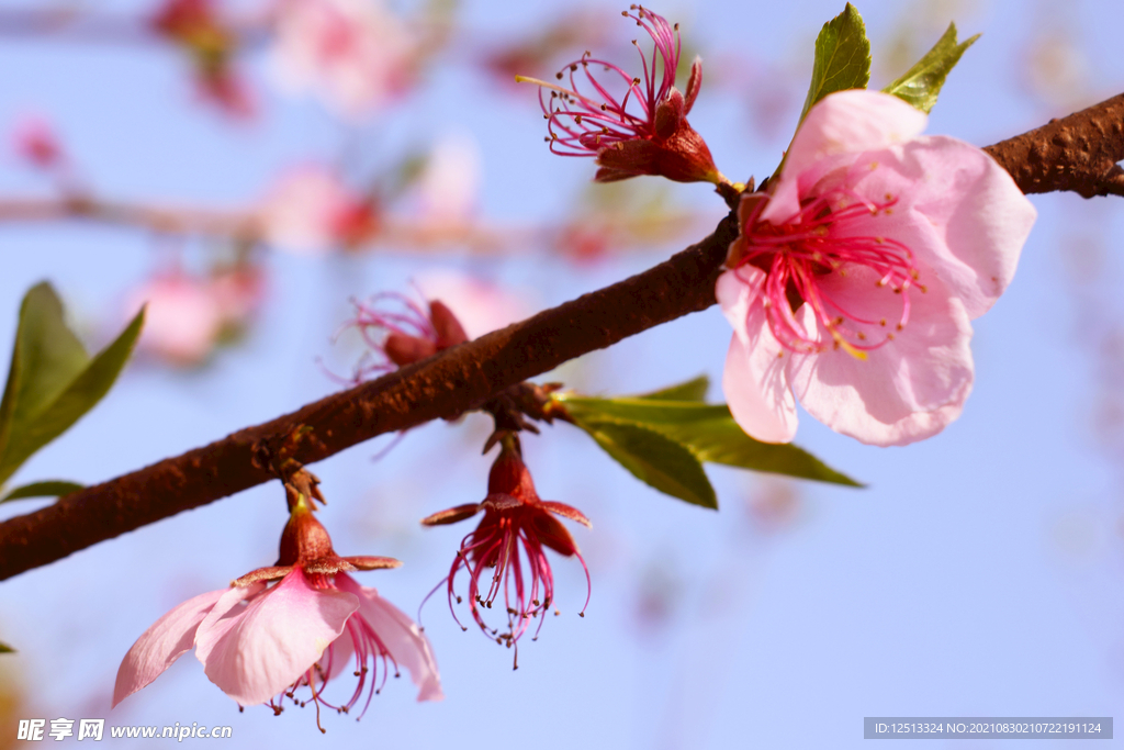 桃花