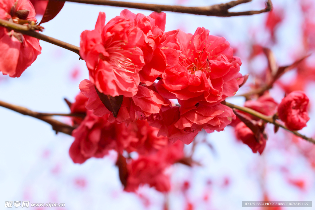 花