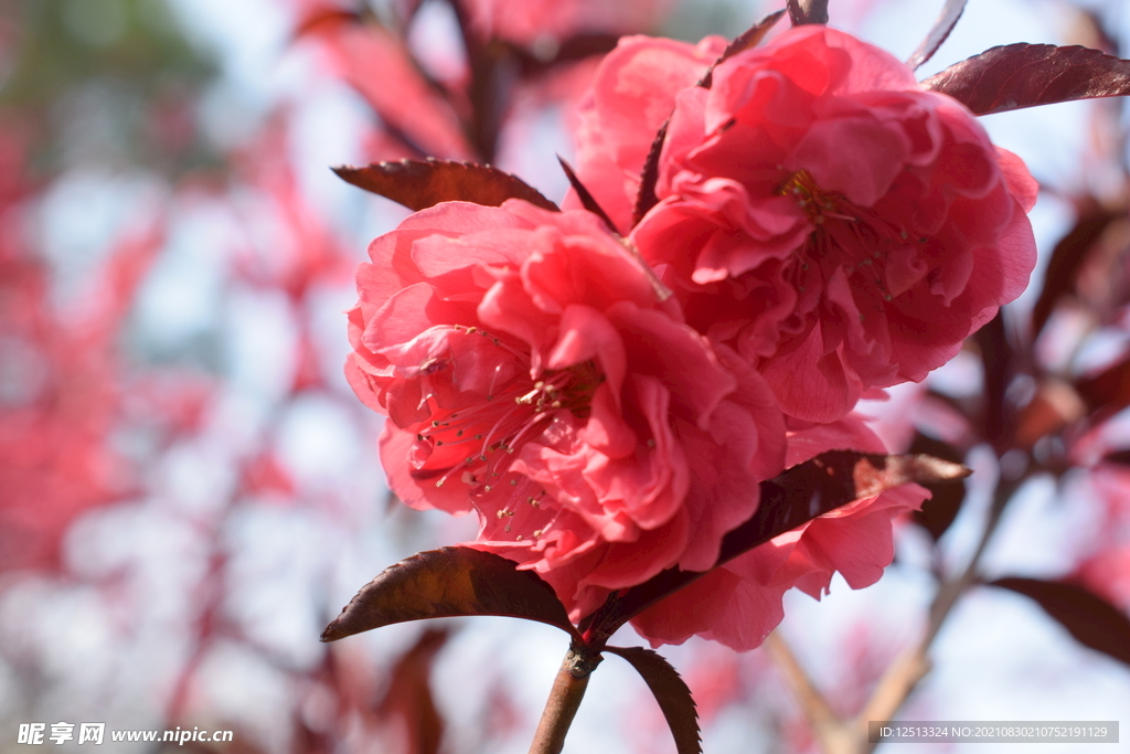 花