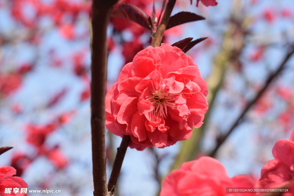 花