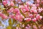 繁花