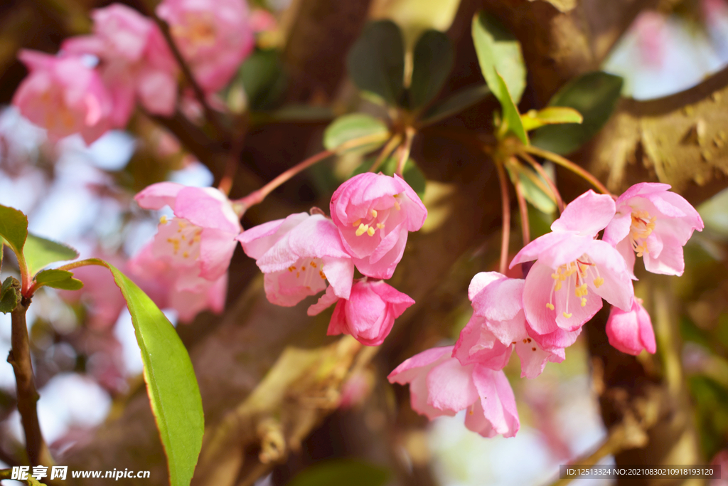 繁花