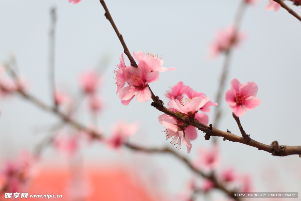 桃花
