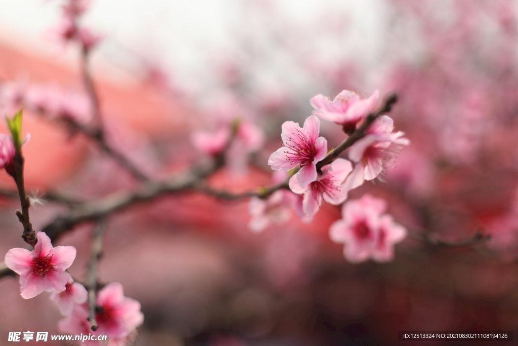 桃花