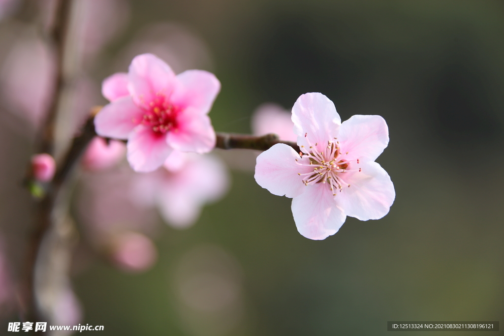 桃花