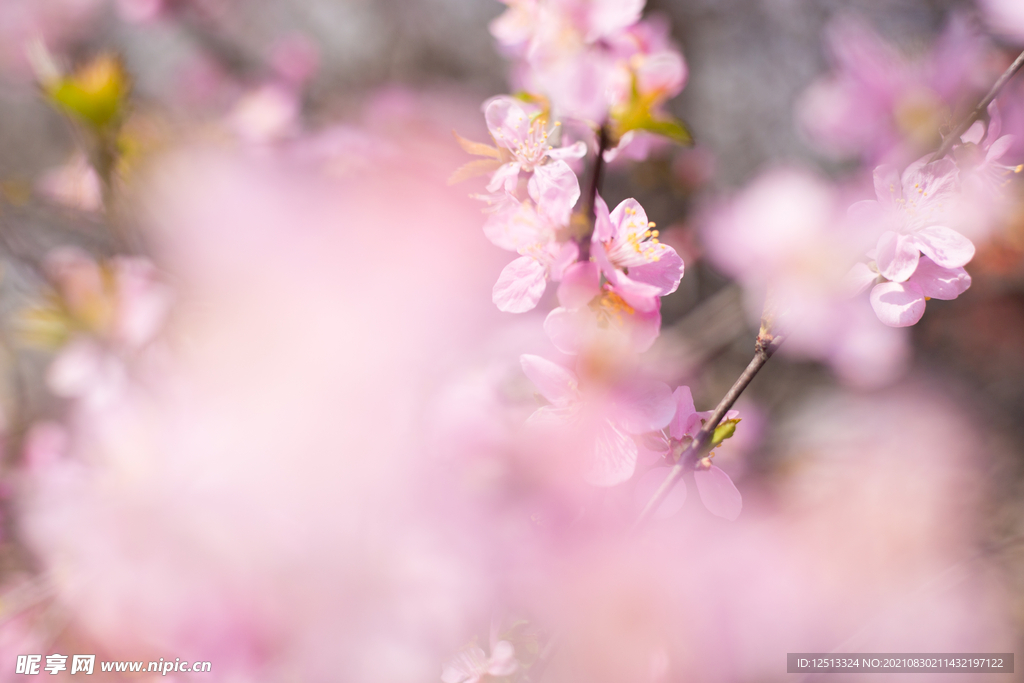 桃花