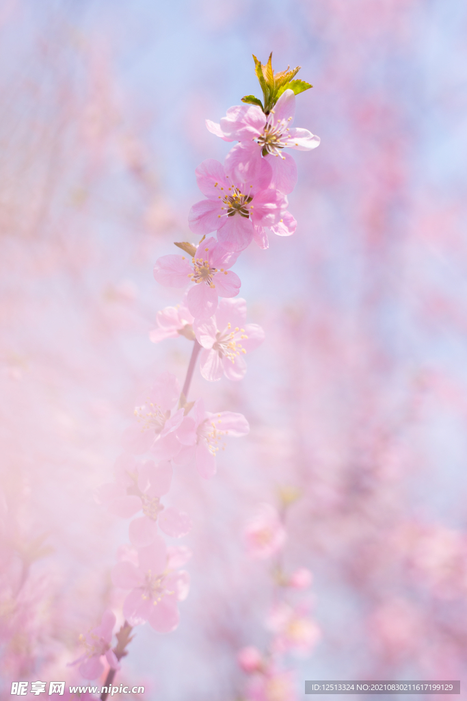 桃花