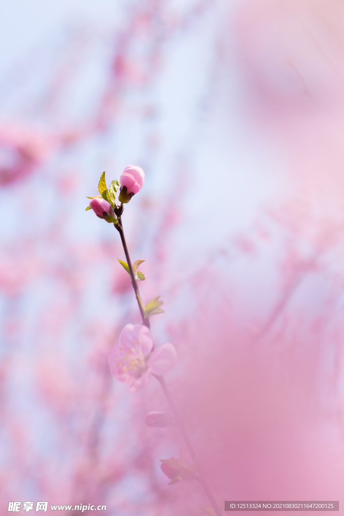 桃花