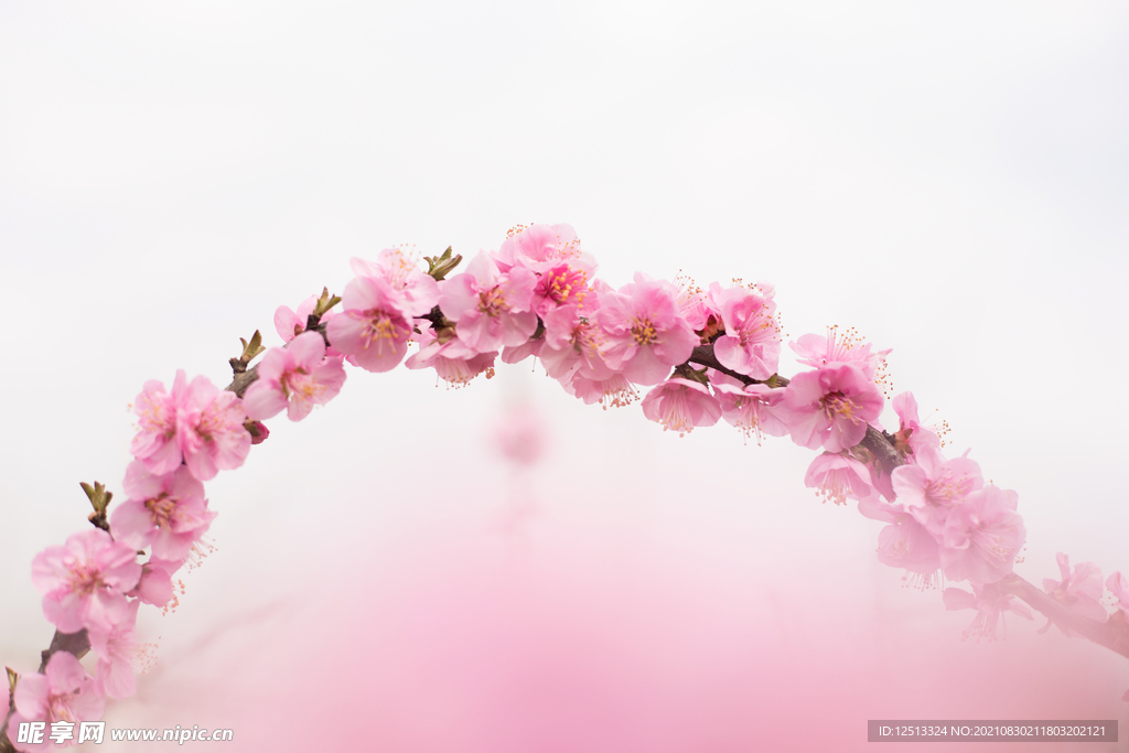 桃花