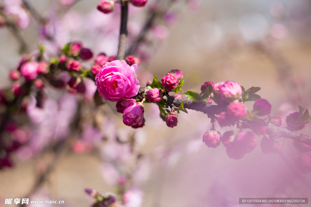 桃花