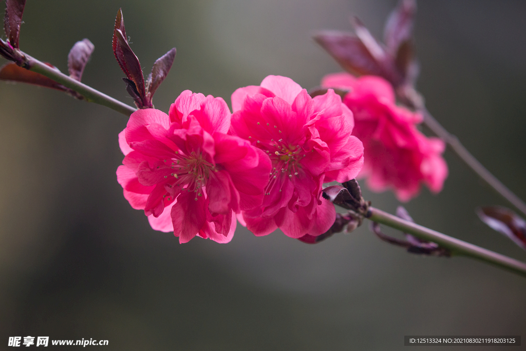 桃花