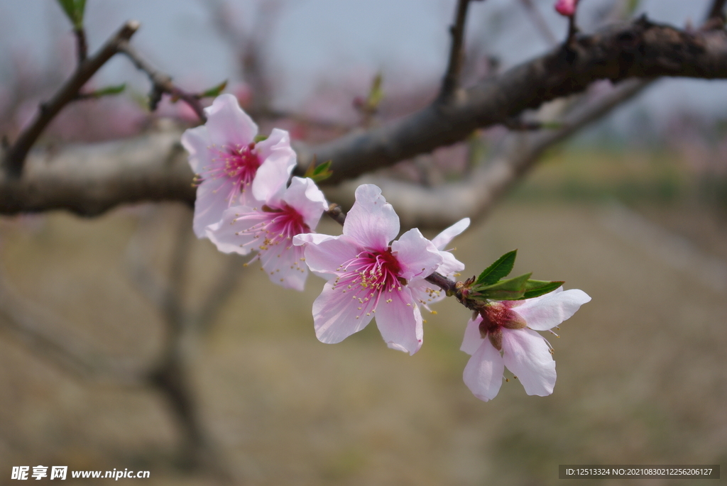 桃花