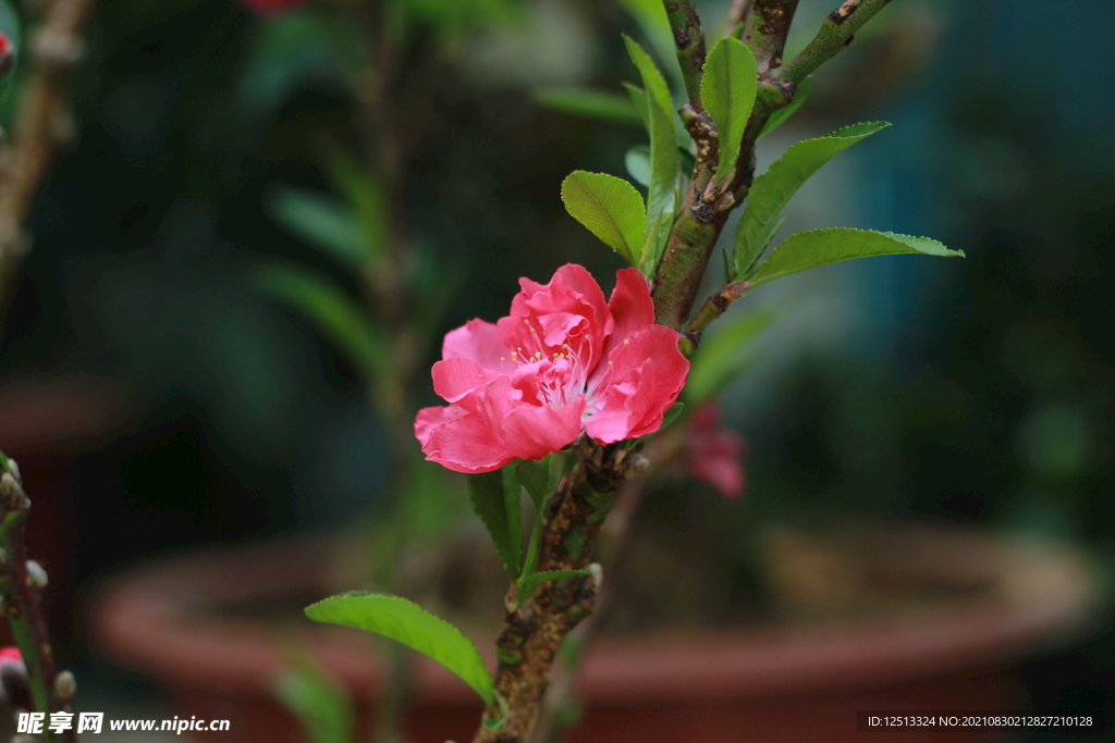 桃花