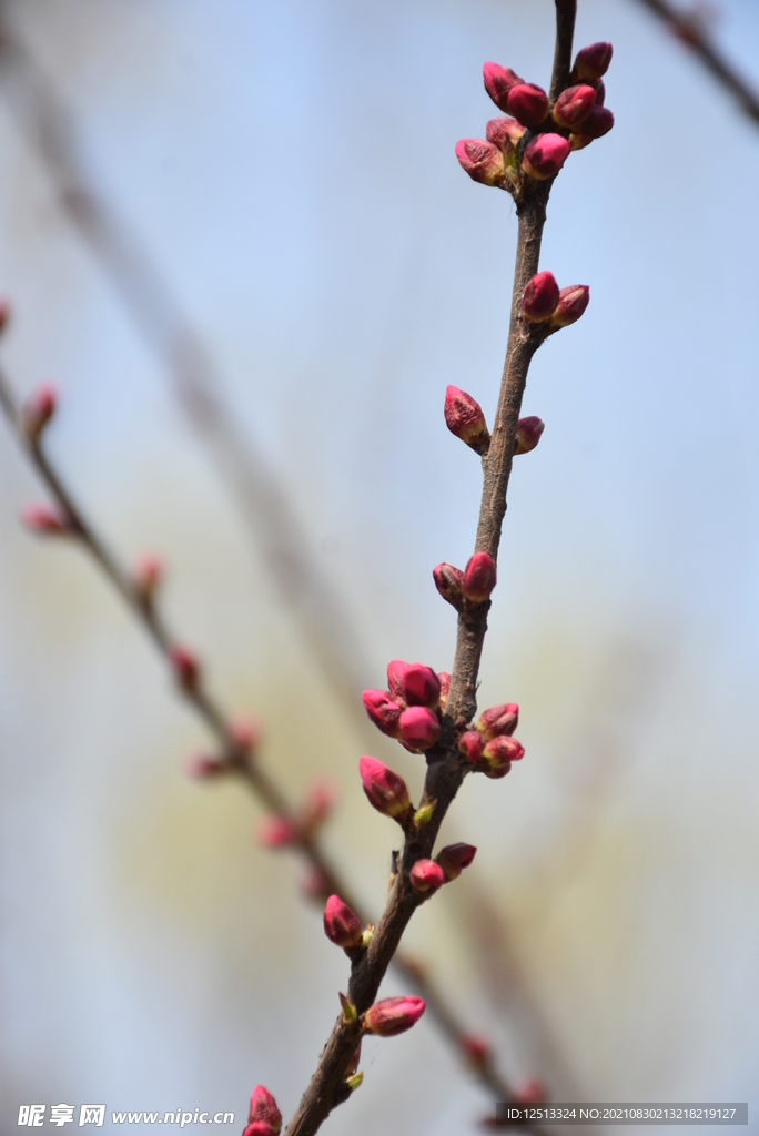 桃花