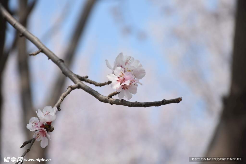 桃花