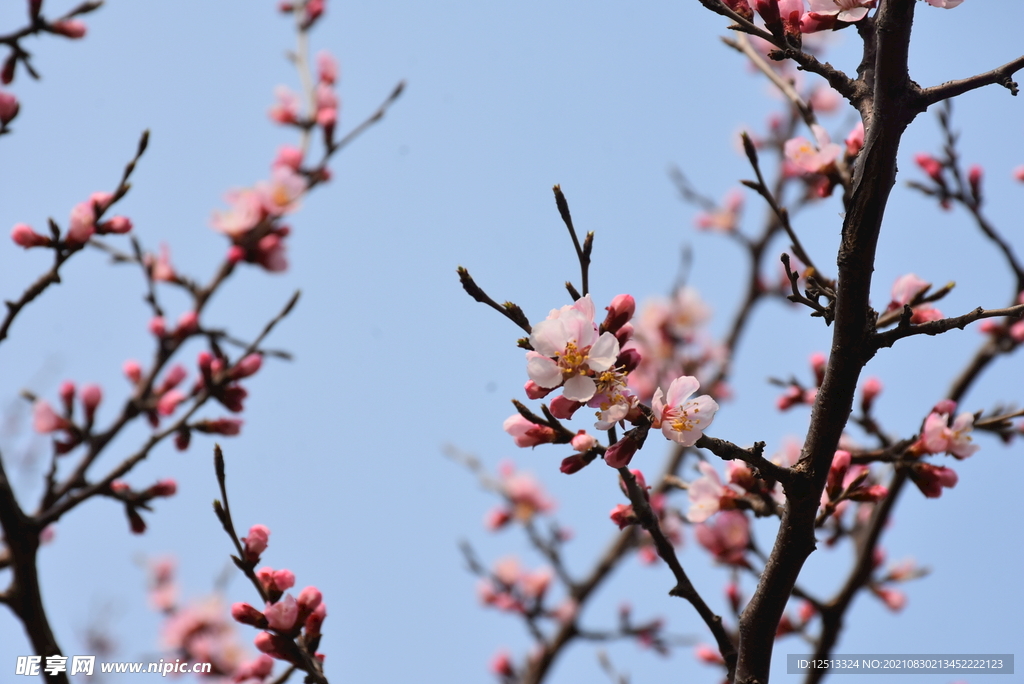 桃花