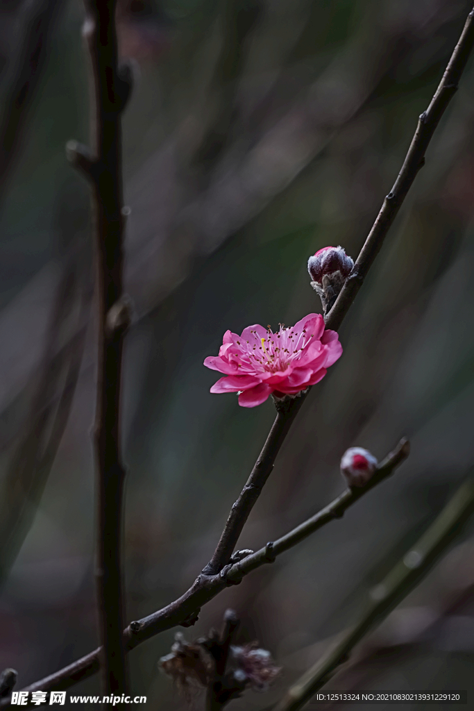 桃花