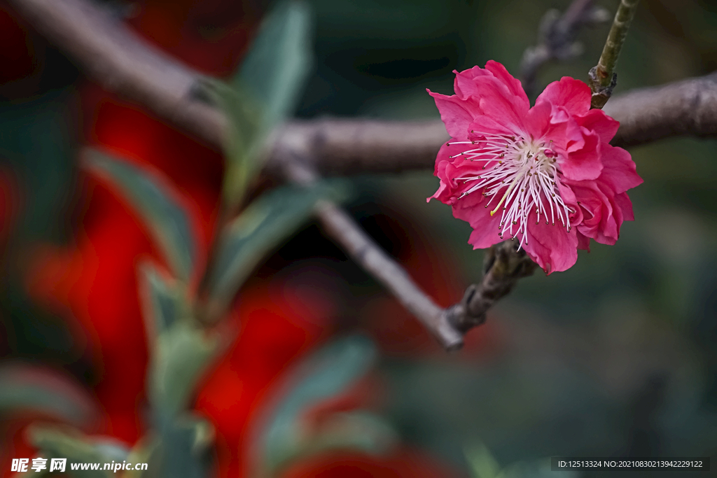 桃花