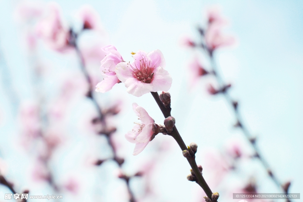 桃花