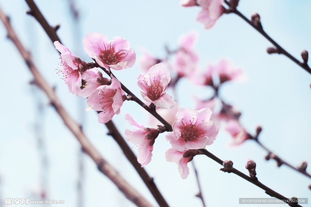 桃花