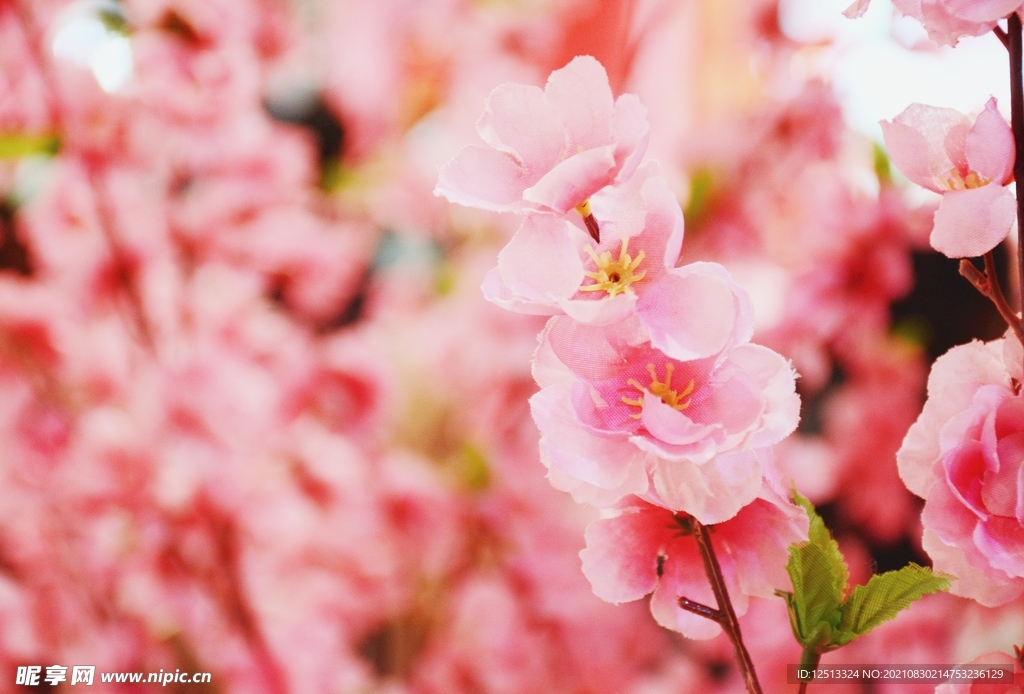 桃花