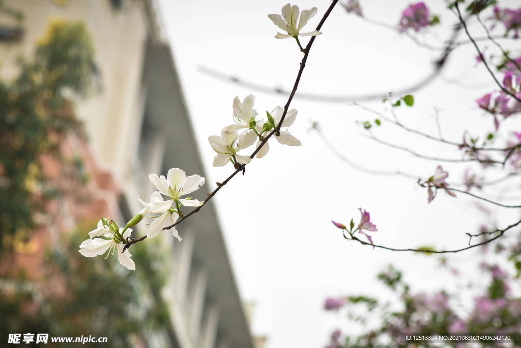 桃花