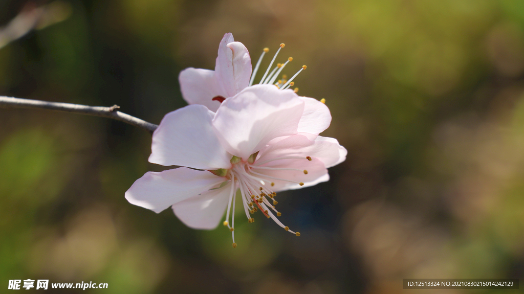 桃花