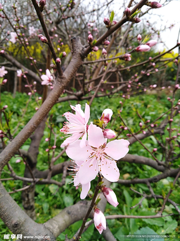 桃花