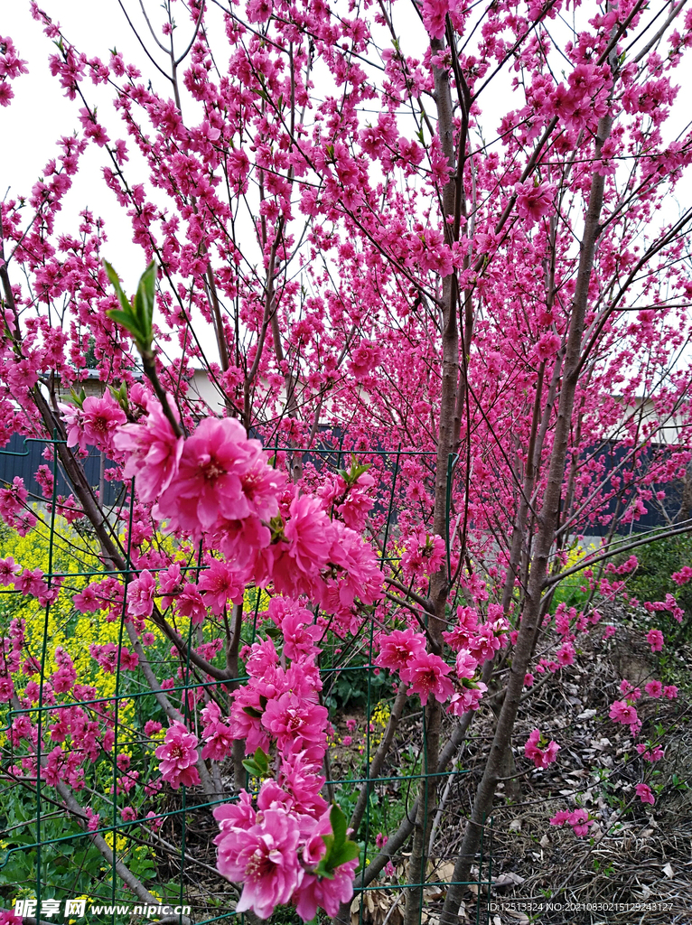 桃花