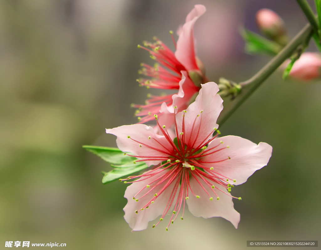桃花