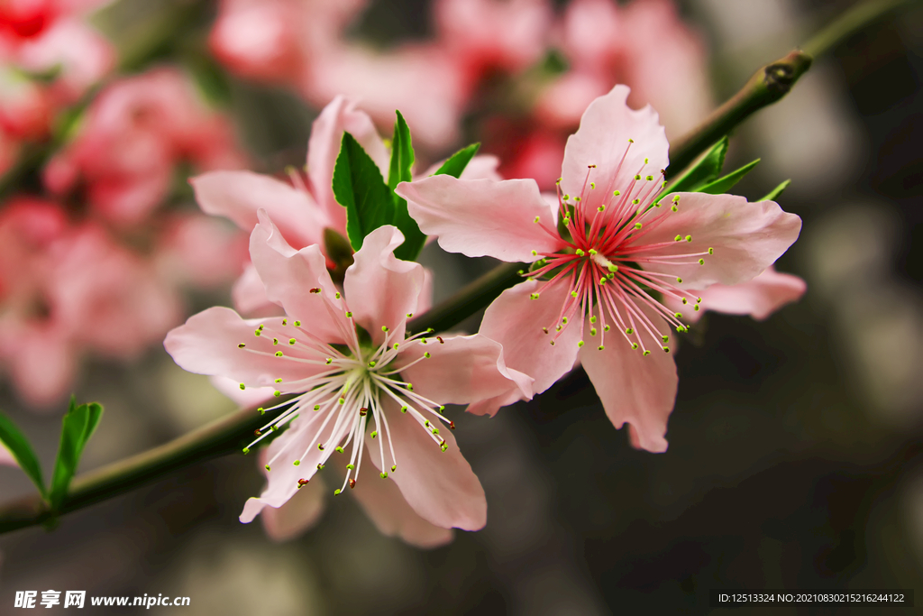 桃花