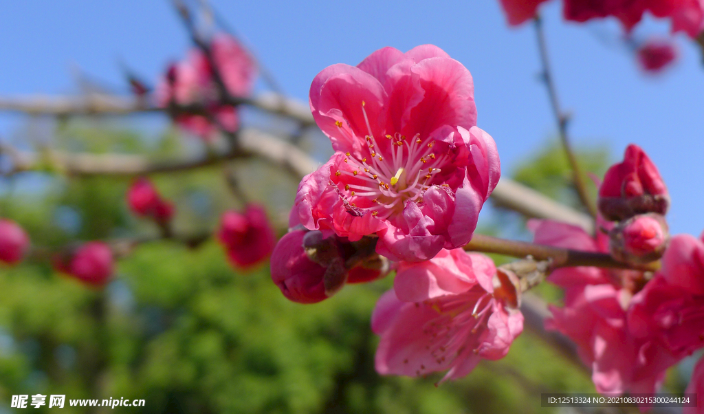 桃花