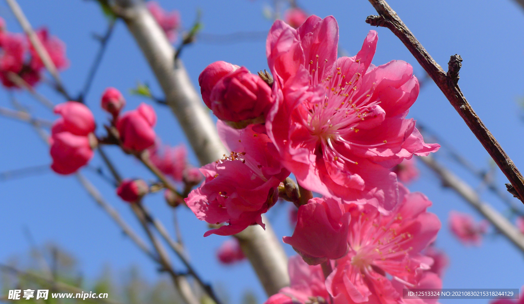 桃花