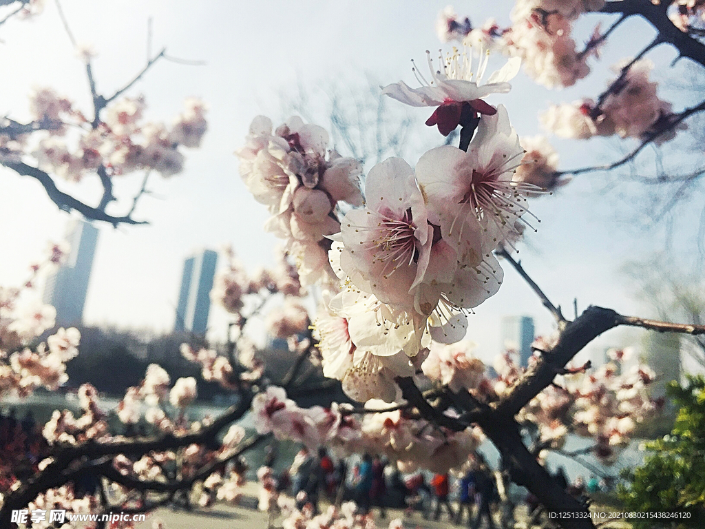 桃花