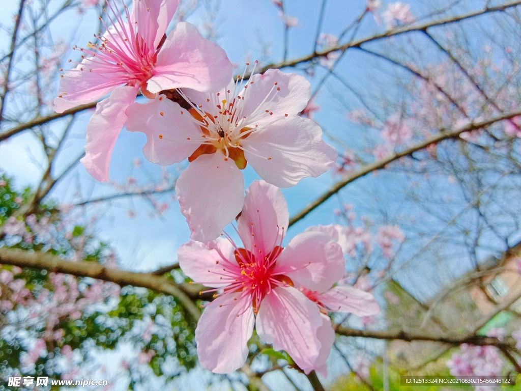桃花