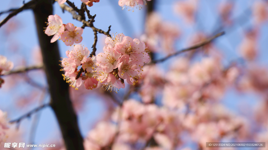 桃花