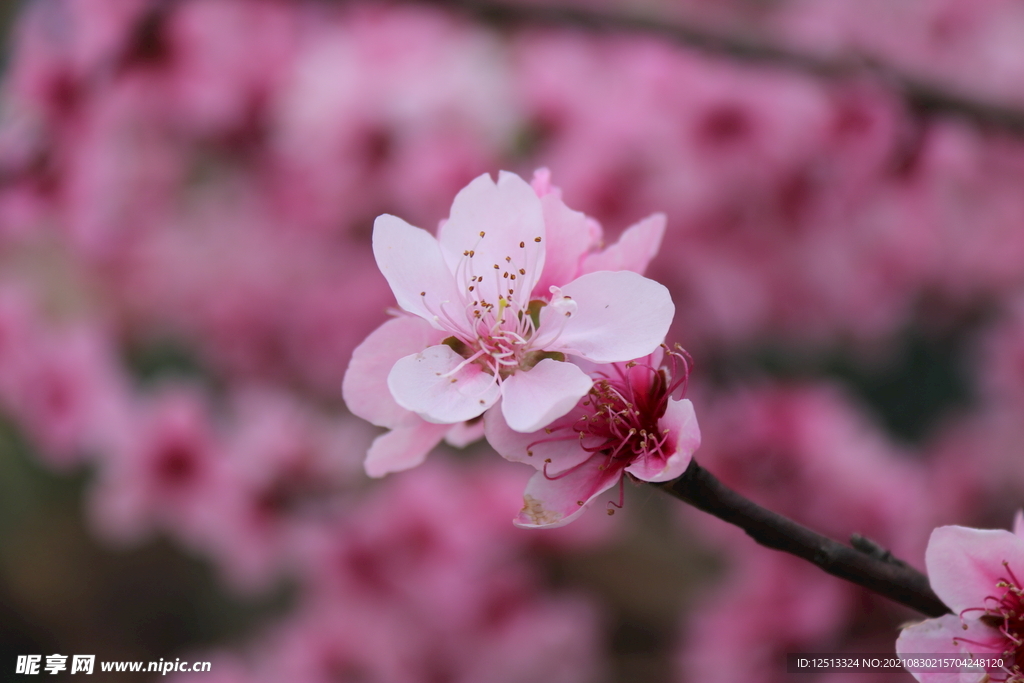 桃花