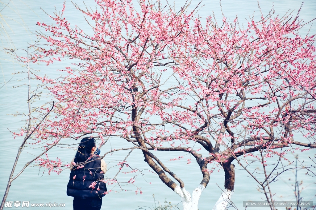 桃花