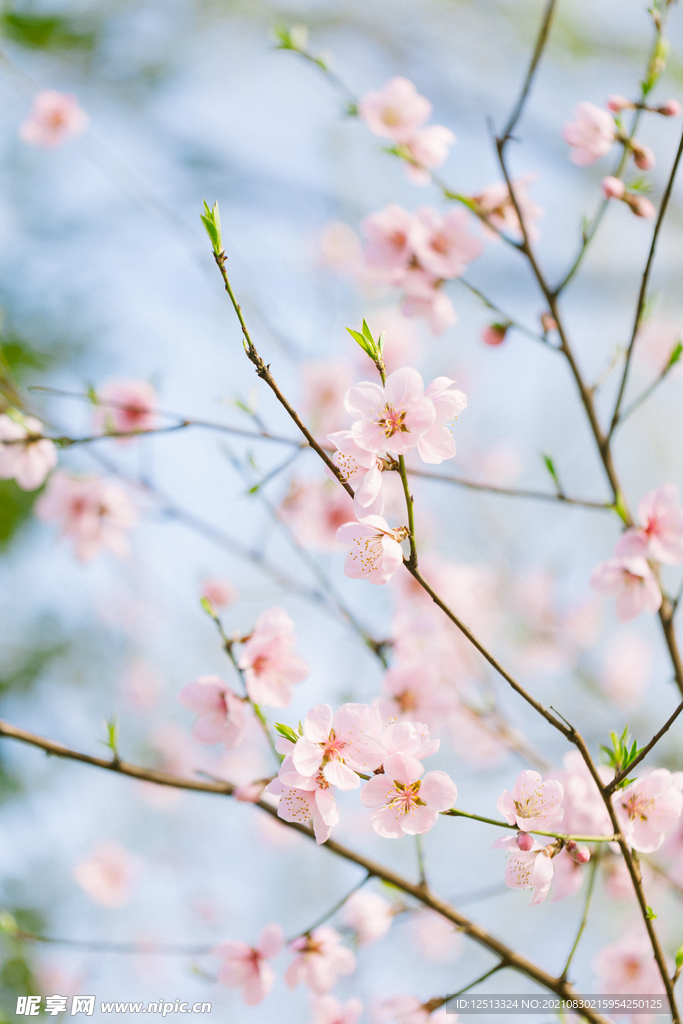 桃花