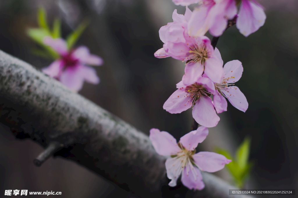 桃花