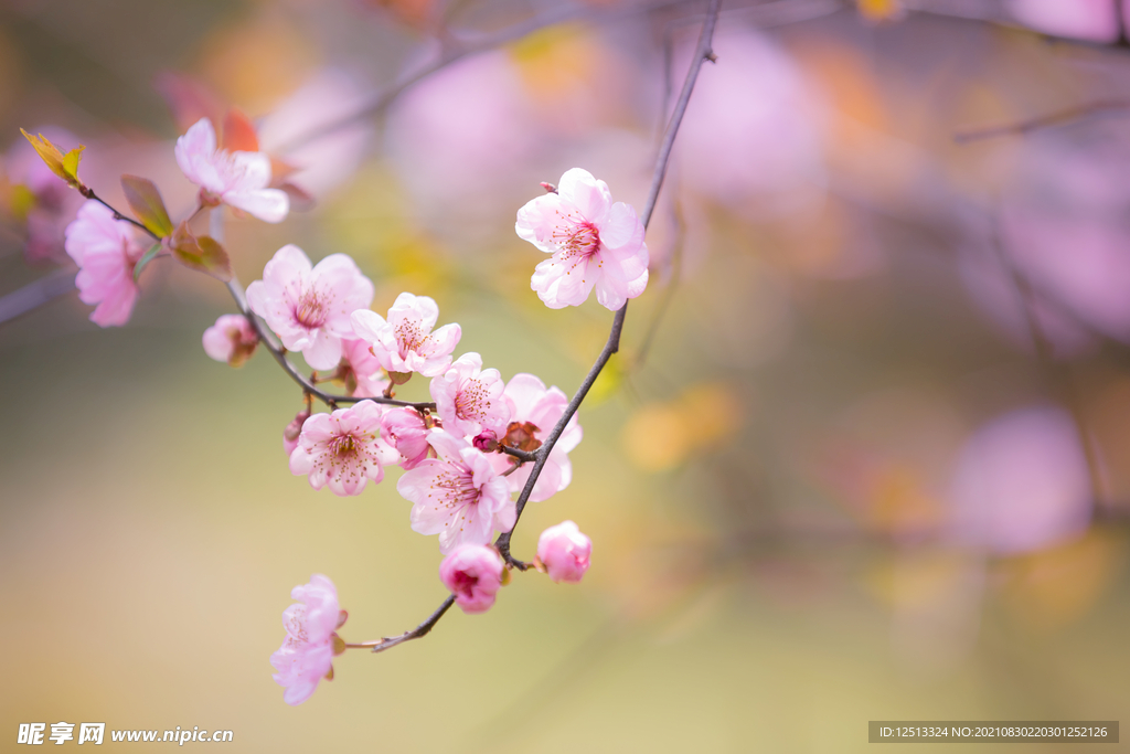桃花