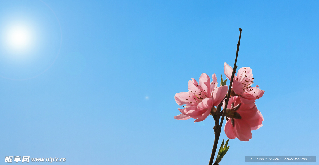 桃花