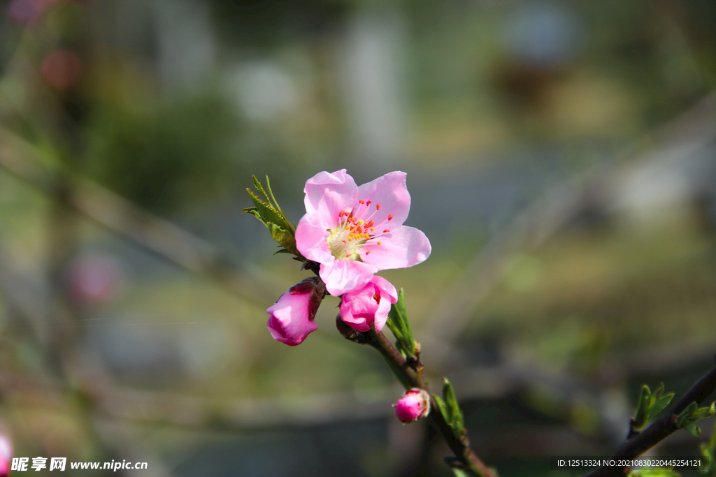 桃花