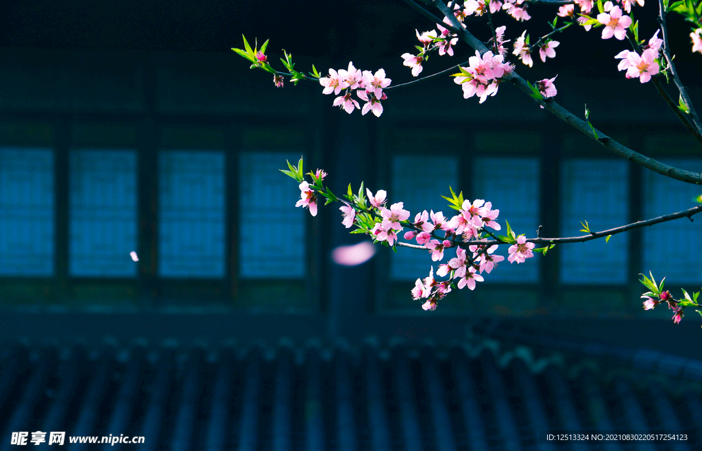 桃花