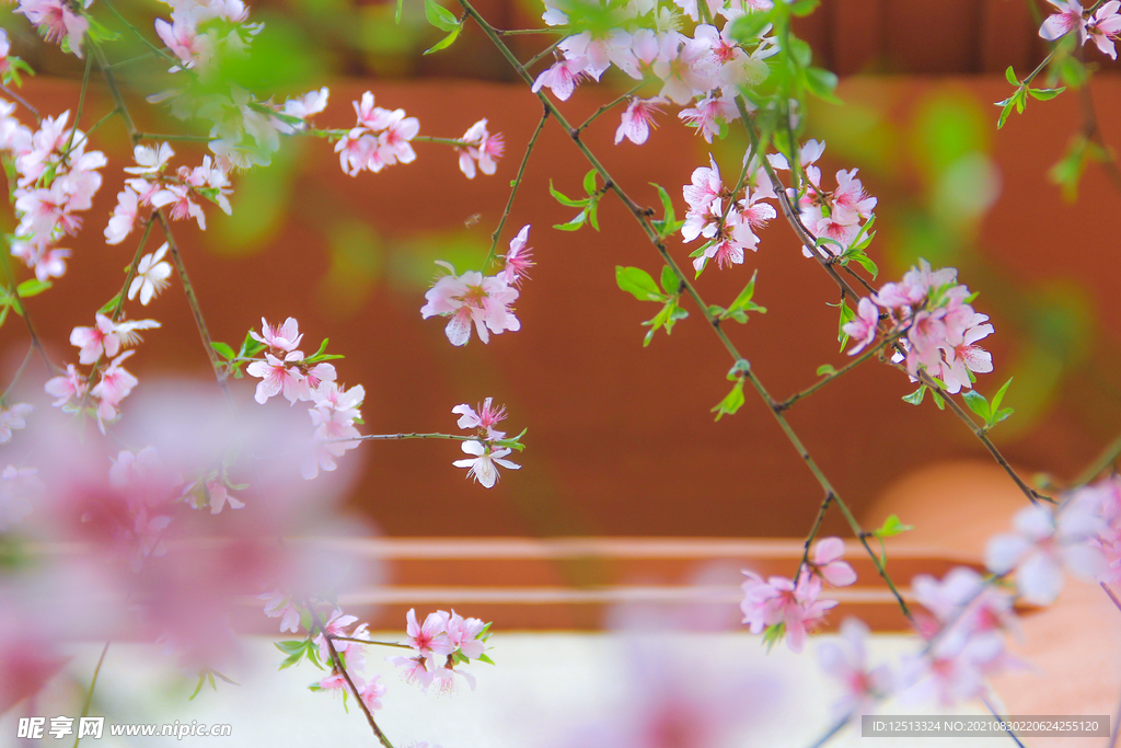 桃花