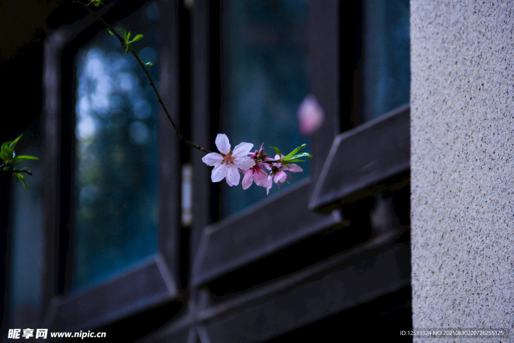 桃花