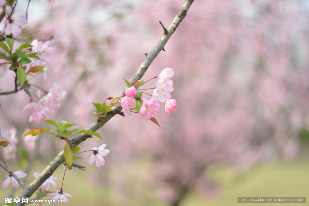 桃花