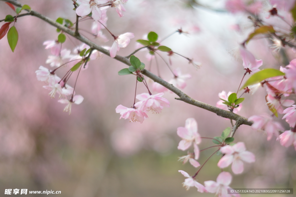 桃花