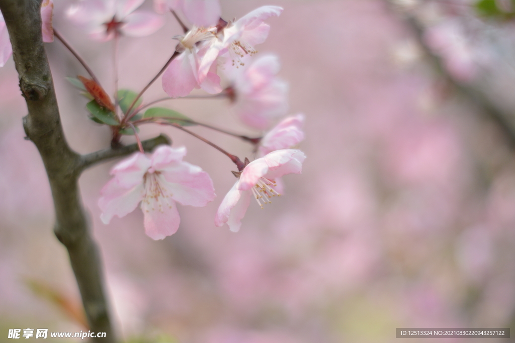 桃花
