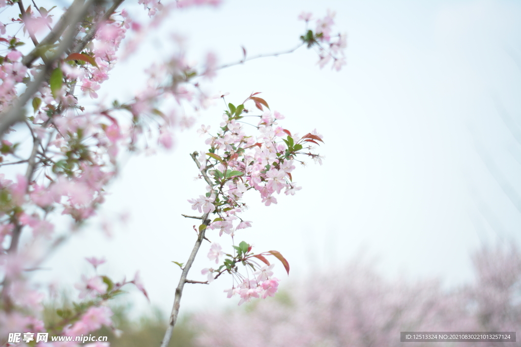 桃花